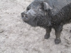 Pleased Mud Pig