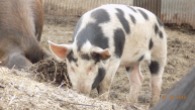 Spotted Mulefoot piglet